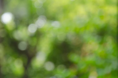 Doğal yeşil arkaplan bulanık.