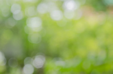 Doğal yeşil arkaplan bulanık.