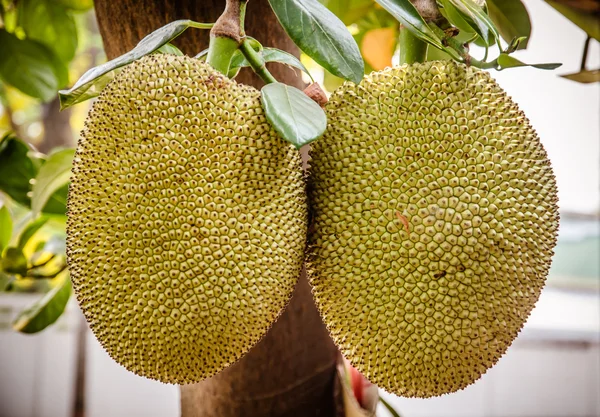 Jackfruit na drzewie — Zdjęcie stockowe