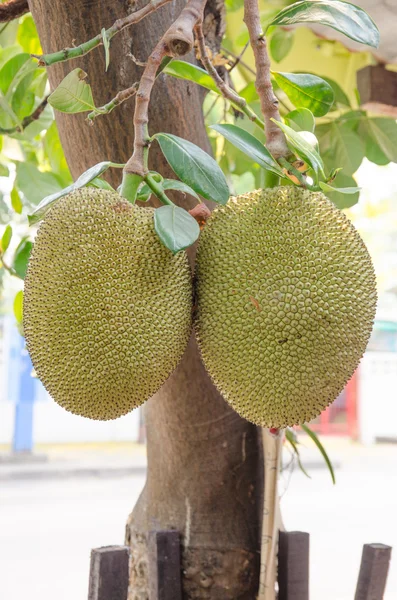 Jackfruit sull'albero — Foto Stock