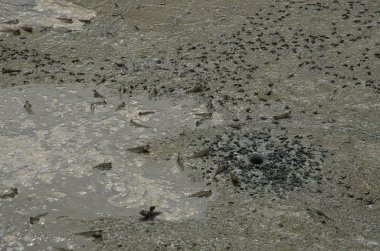 mudskippers in the mangrove forest clipart