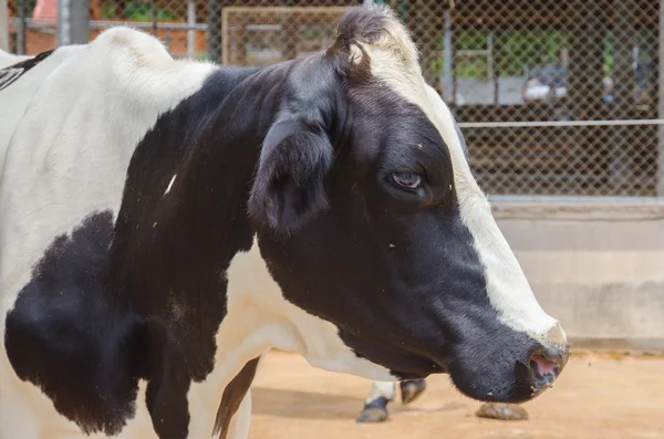 Detail hlavy krávě. Vedoucí z černé a bílé krávy. — Stock fotografie