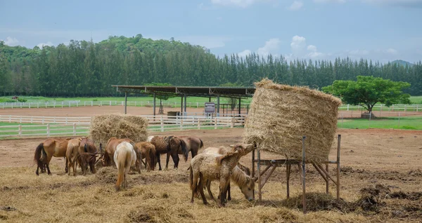 Koně na koňské farmě. — Stock fotografie