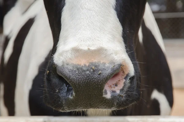 Černá a bílá kráva čenich — Stock fotografie