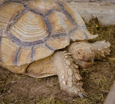 Aldabra dev kaplumbağası.