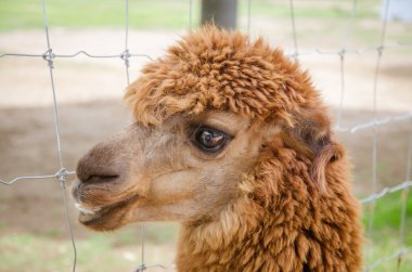 Alpaka, closeup alpaka