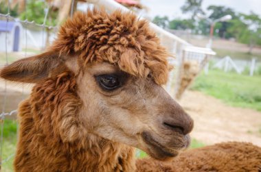 Alpaka, closeup alpaka