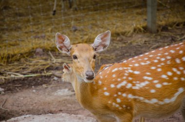 Benekli veya cheetal geyik (eksen eksen)