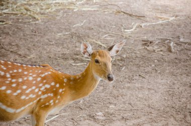 Benekli veya cheetal geyik (eksen eksen)