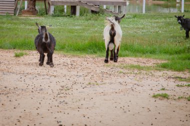 keçi arka uçları.