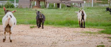 keçi arka uçları.