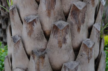 palmiye ağacı kabuğu