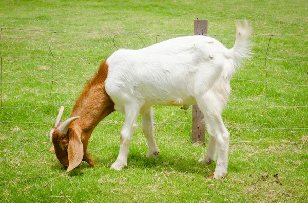 Pâturage des chèvres dans la cour de la ferme — Photo