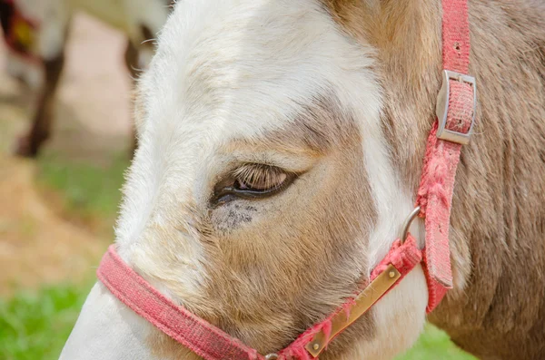 Cabeça de um cavalo de cor marrom — Fotografia de Stock