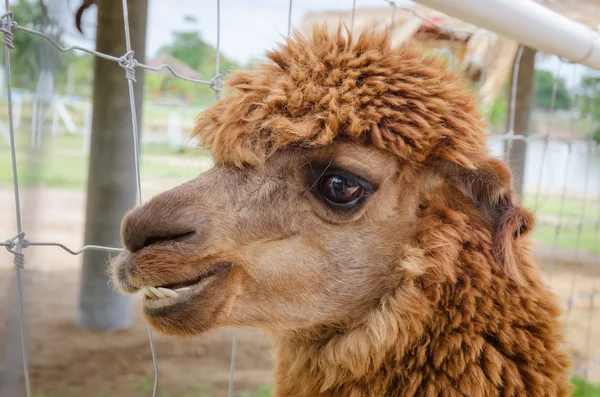 Alpaca, close up de Alpaca — Fotografia de Stock