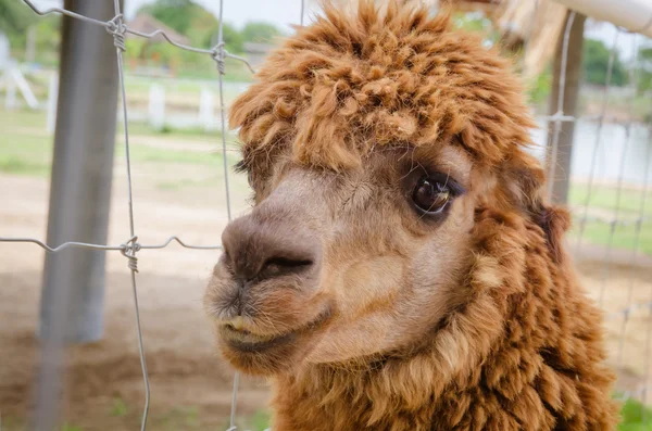 Alpaca, close up de Alpaca — Fotografia de Stock