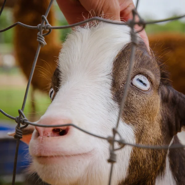 Портрет кози в зоопарку — стокове фото