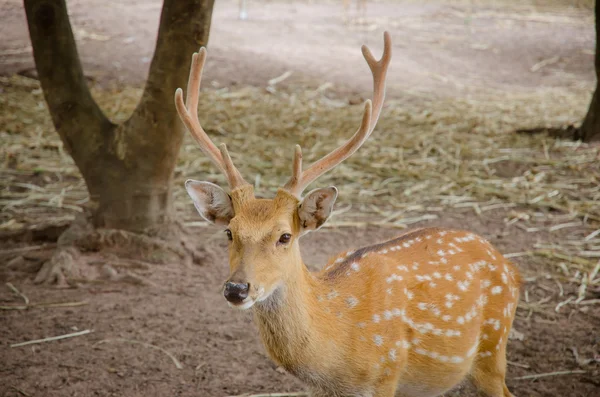Chital or cheetal deer (Axis axis) — Stock Photo, Image