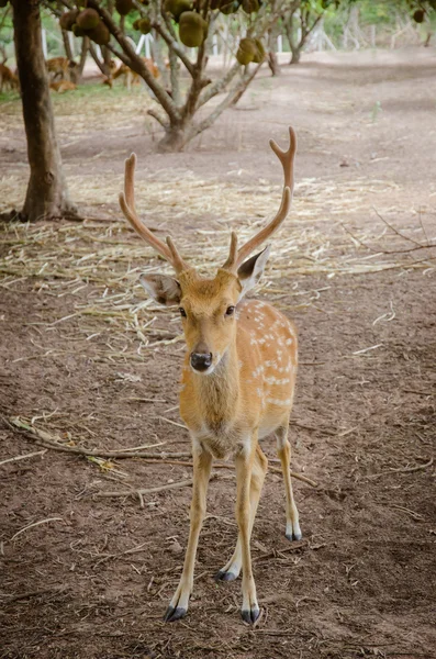 Ciervo chital o cheetal (eje del eje ) —  Fotos de Stock