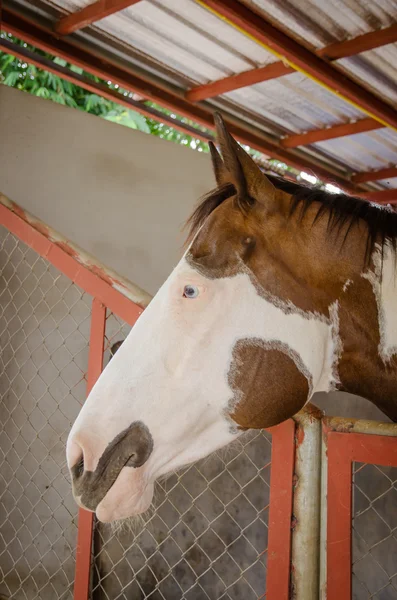 Cheval dans la grange derrière la cage — Photo