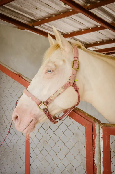 Cheval dans la grange derrière la cage — Photo