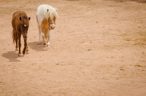 Roztomilý pony portrét ve farmě — Stock fotografie