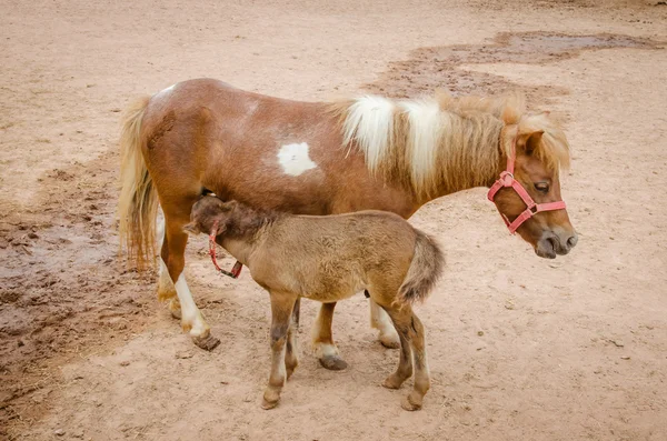 Adorable portrait de poney à la ferme — Photo