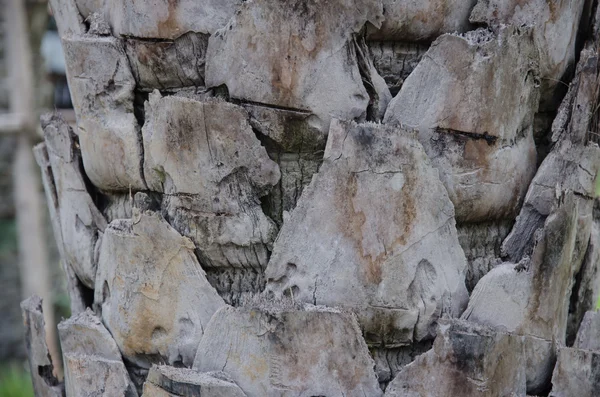 Bark of a palm tree — Stock Photo, Image