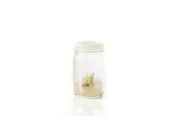 Plant tissue culture — Stock Photo, Image