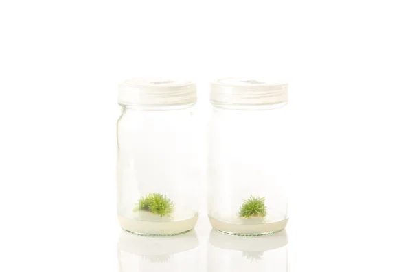 Plant tissue culture — Stock Photo, Image