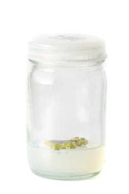 bitki doku kültürü