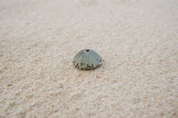 Shell van de zee-egels — Stockfoto