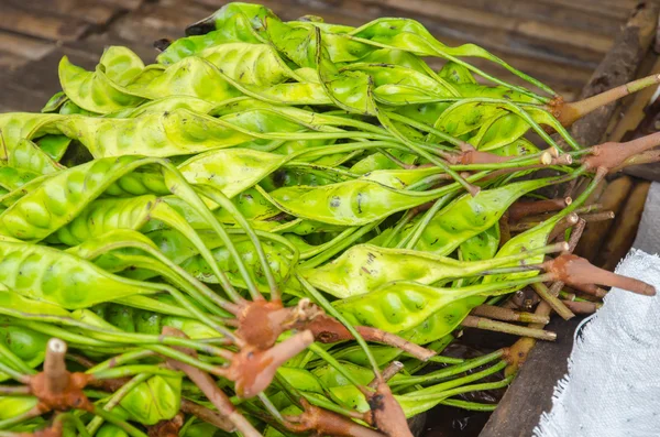 Il Parkia fresco è tropicale puzzolente fagioli commestibili, stile tailandese t — Foto Stock