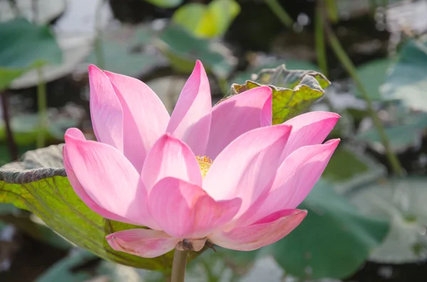 Lotus flower. Nelumbo nucifera — Stock Photo, Image