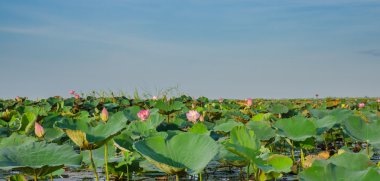 Lotus çiçeği. Nelumbo nucifera