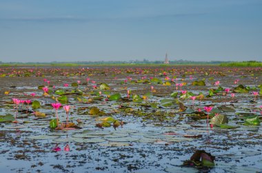 nilüferler bir gölde yüzen