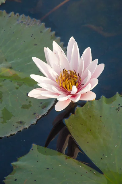 Water lilies floating on a lake — Stock Photo, Image