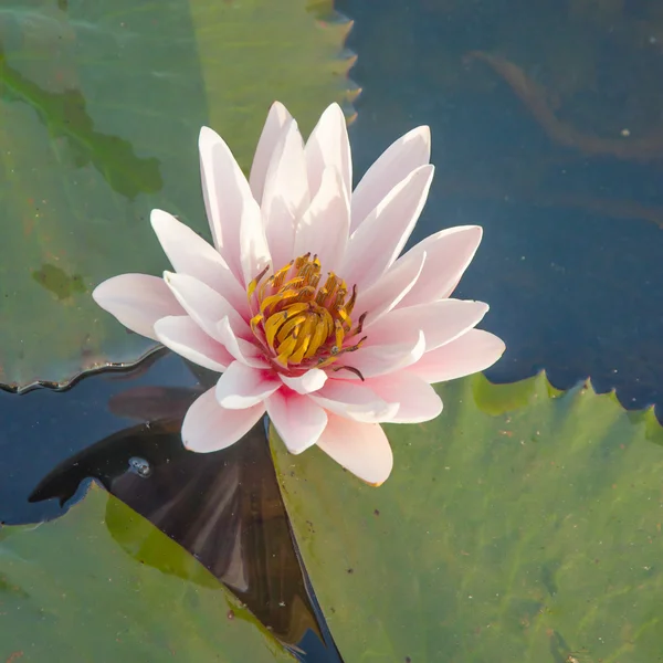 Water lilies floating on a lake — Stock Photo, Image