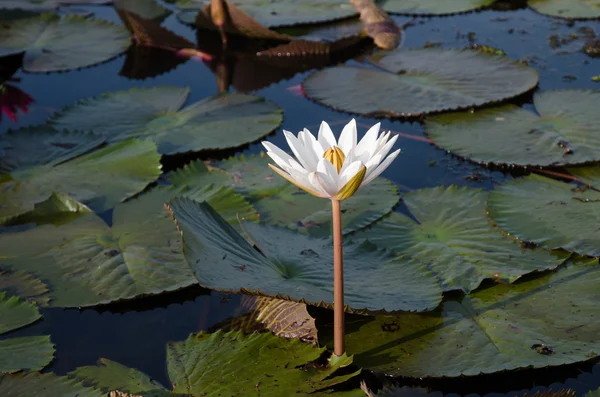 Water lilies floating on a lake — Stock Photo, Image