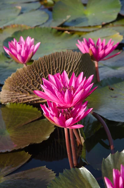 Water lilies floating on a lake — Stock Photo, Image