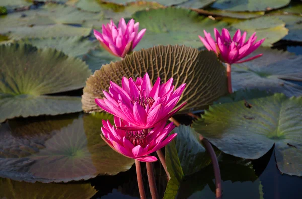 Water lilies floating on a lake — Stock Photo, Image