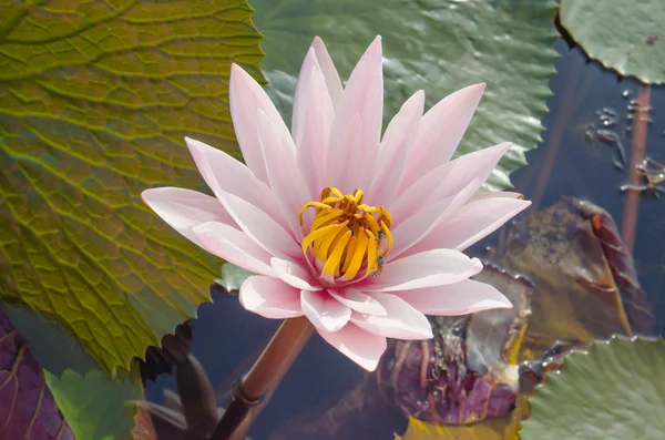 Water lilies floating on a lake — Stock Photo, Image