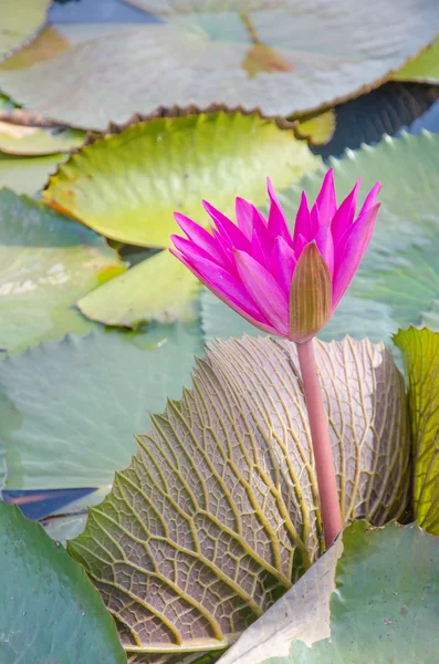 Water lilies floating on a lake — Stock Photo, Image