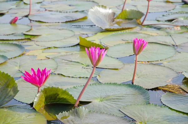 Water lilies floating on a lake — Stock Photo, Image