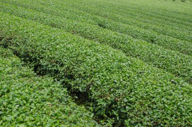 Tayland 'ın kuzeyindeki çay tarlaları.