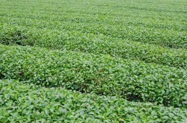 Tayland 'ın kuzeyindeki çay tarlaları.