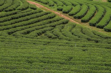 Tayland 'ın kuzeyindeki çay tarlaları.
