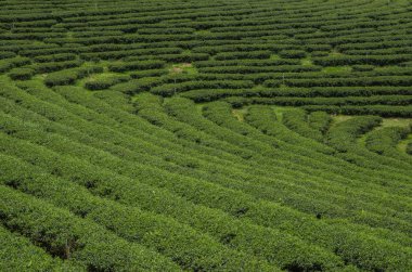 Tayland 'ın kuzeyindeki çay tarlaları.