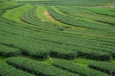 Tayland 'ın kuzeyindeki çay tarlaları.