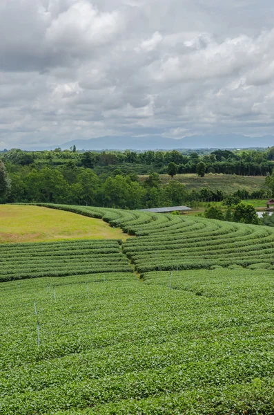 Чайные плантации на севере Таиланда. — стоковое фото